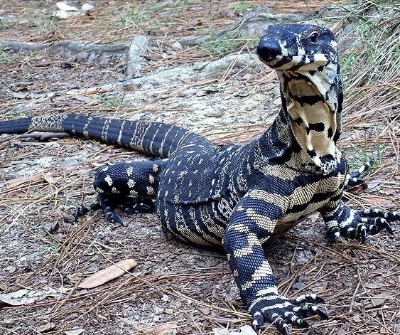 Monitor Lizards: Intelligent Reptiles of Interest