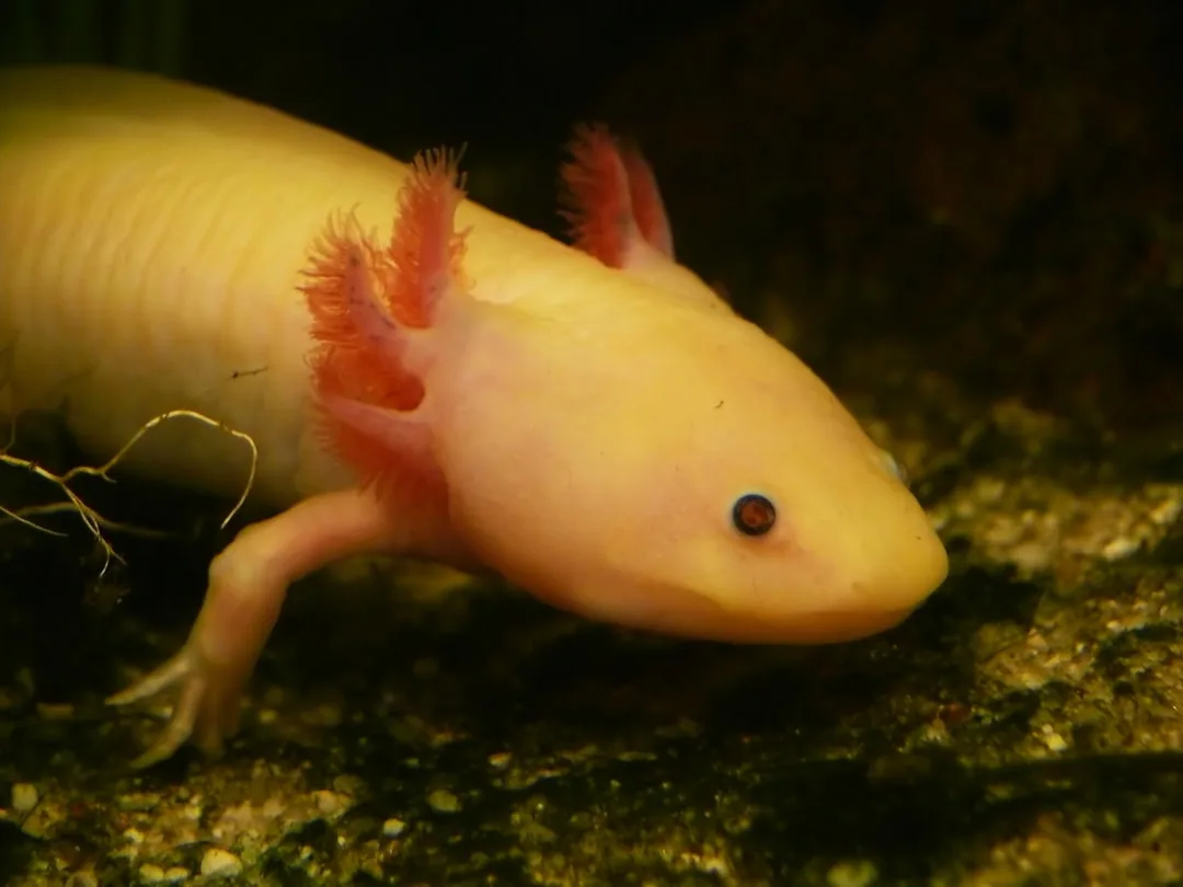 Axolotl: Incredible Regenerative Abilities