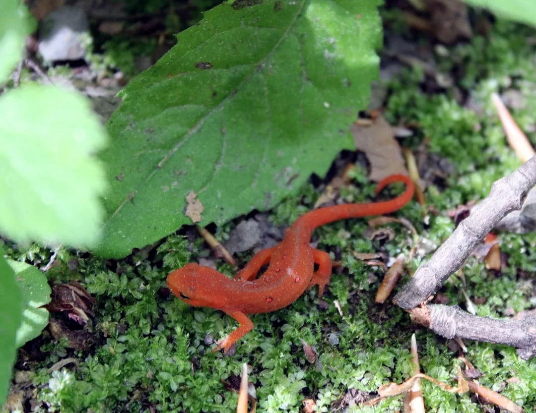 Salamanders and Newts: Regenerative Masters