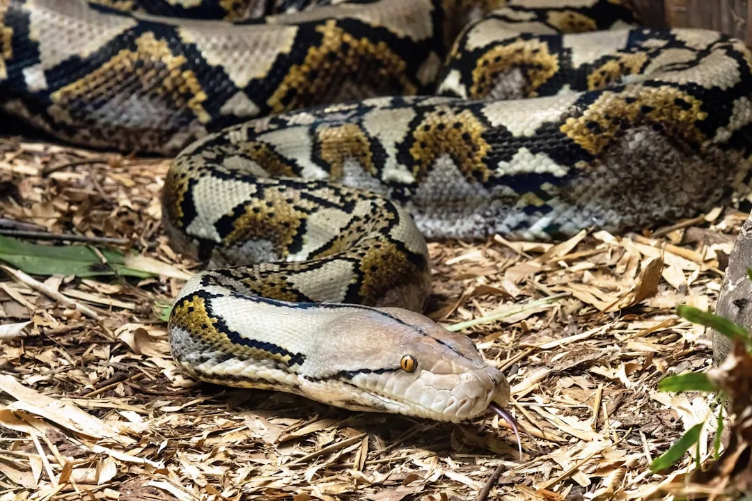Which Is the Largest Snake: Anaconda or Reticulated Python?