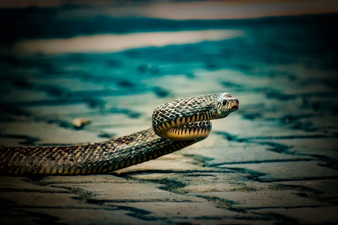 World of Snakes: Deadly Yet Misunderstood