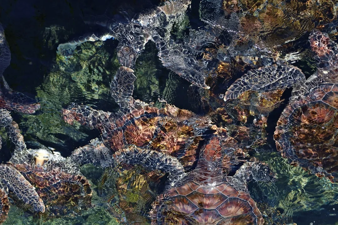 Sea Turtles' Navigation: Finding Birth Beaches