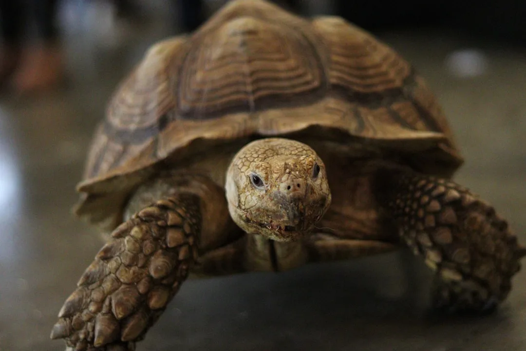 Turtles and Tortoises: Evolutionary Survivors