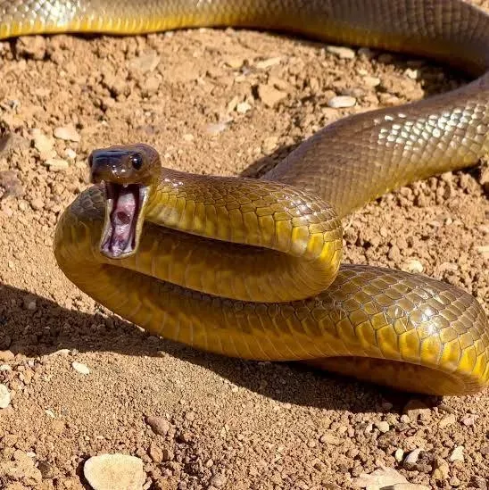 The Most Venomous Snake on Earth