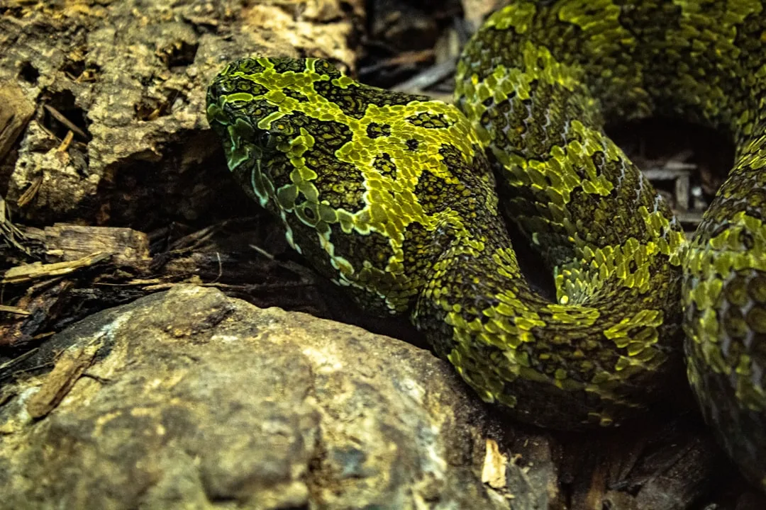 How Reptile Venom Works and Why It Evolved