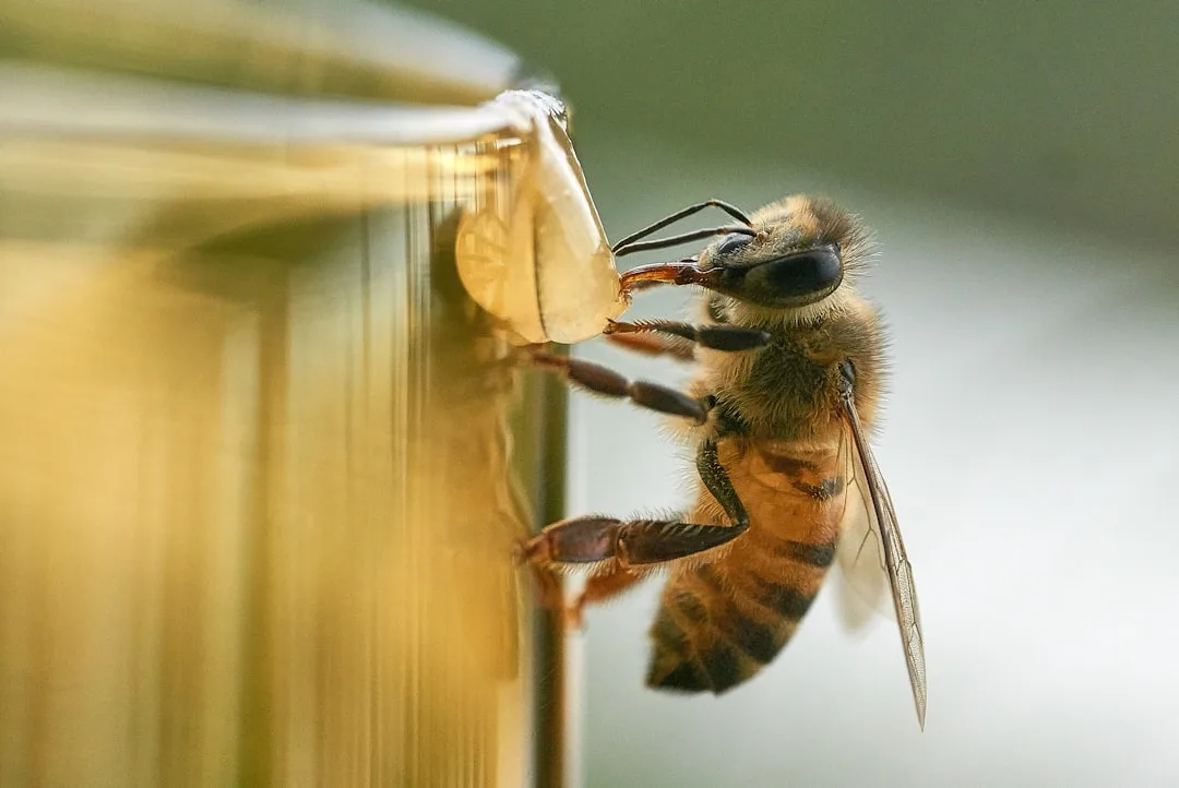 Complete Guide to Honey Bees