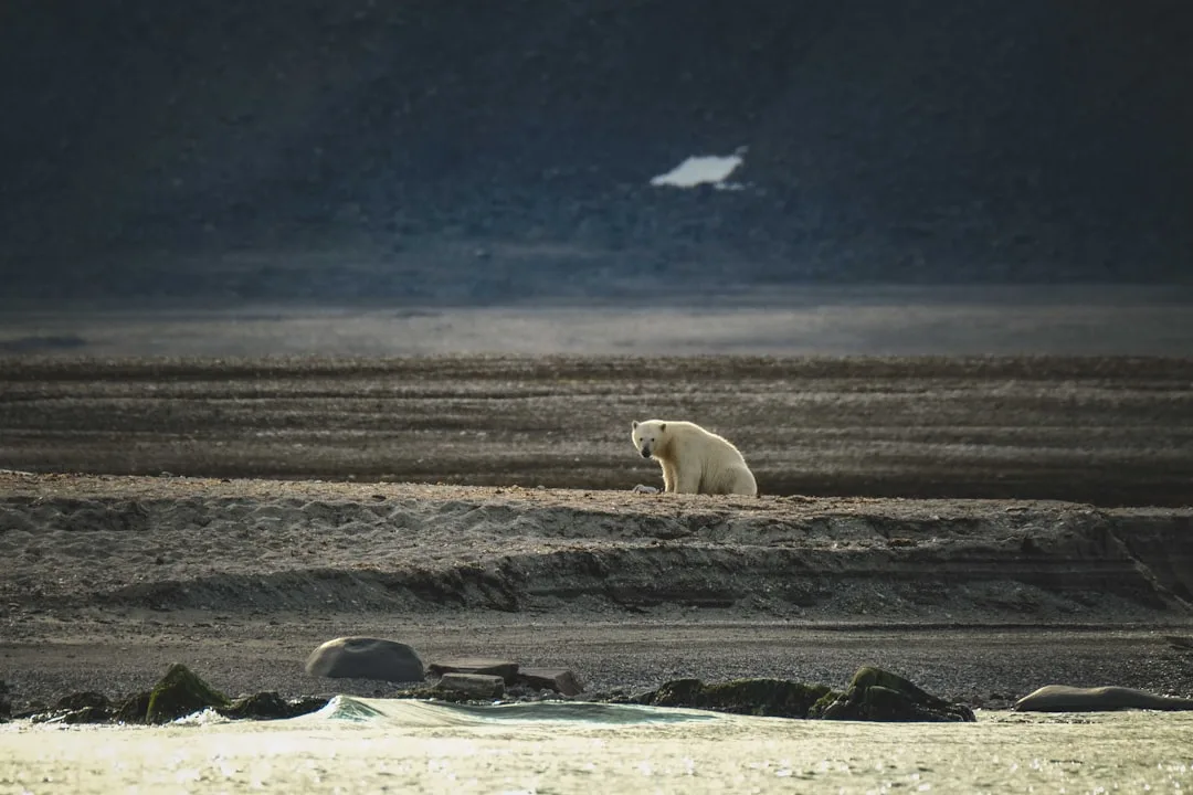 Polar Bears: Marine Mammals and Swimming Habits