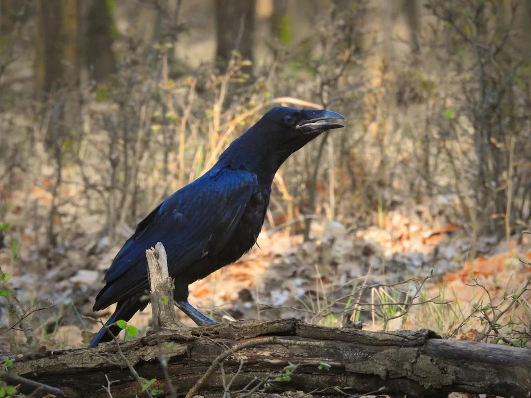 Common Raven: The Largest and Most Intelligent Songbird