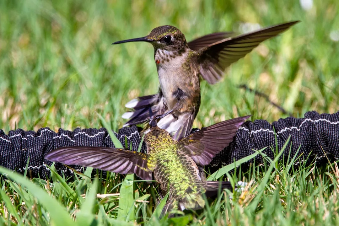 Ruby-throated Hummingbird: Facts and Habits