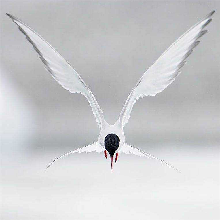 Arctic Tern: Champion of Migration