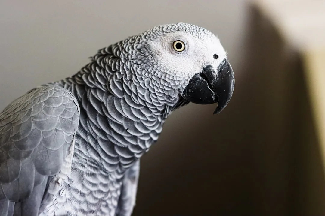 African Grey Parrot: Unveiling Its Intelligent Nature