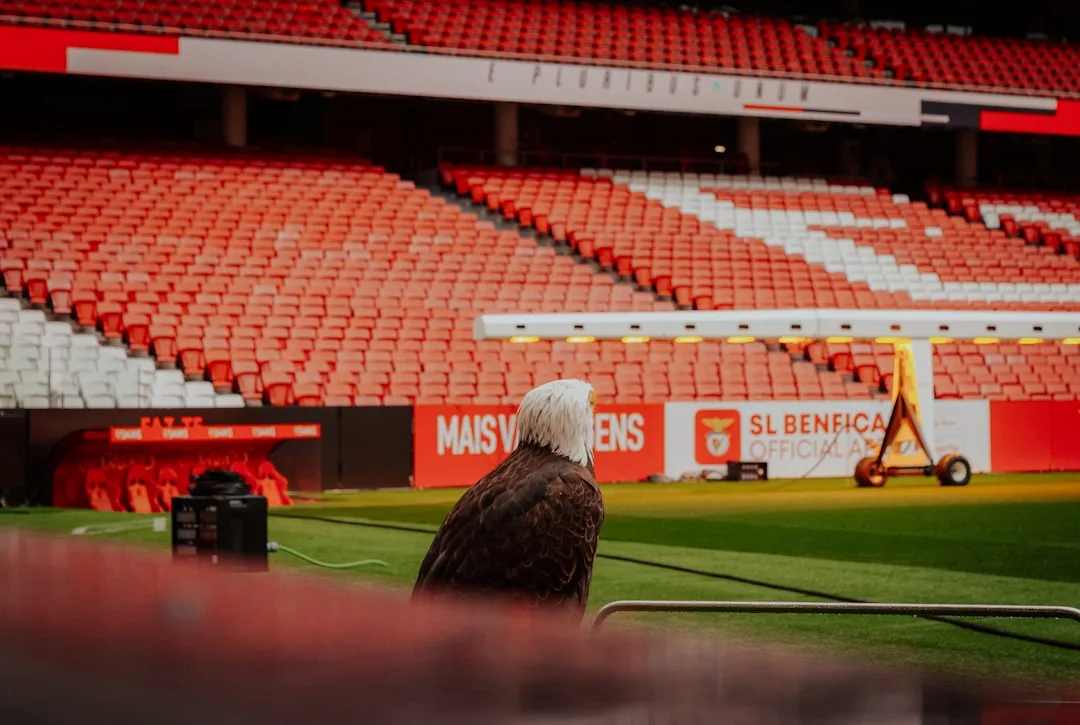 Eagle Vision: 8 Times Better Than Humans and How It Works