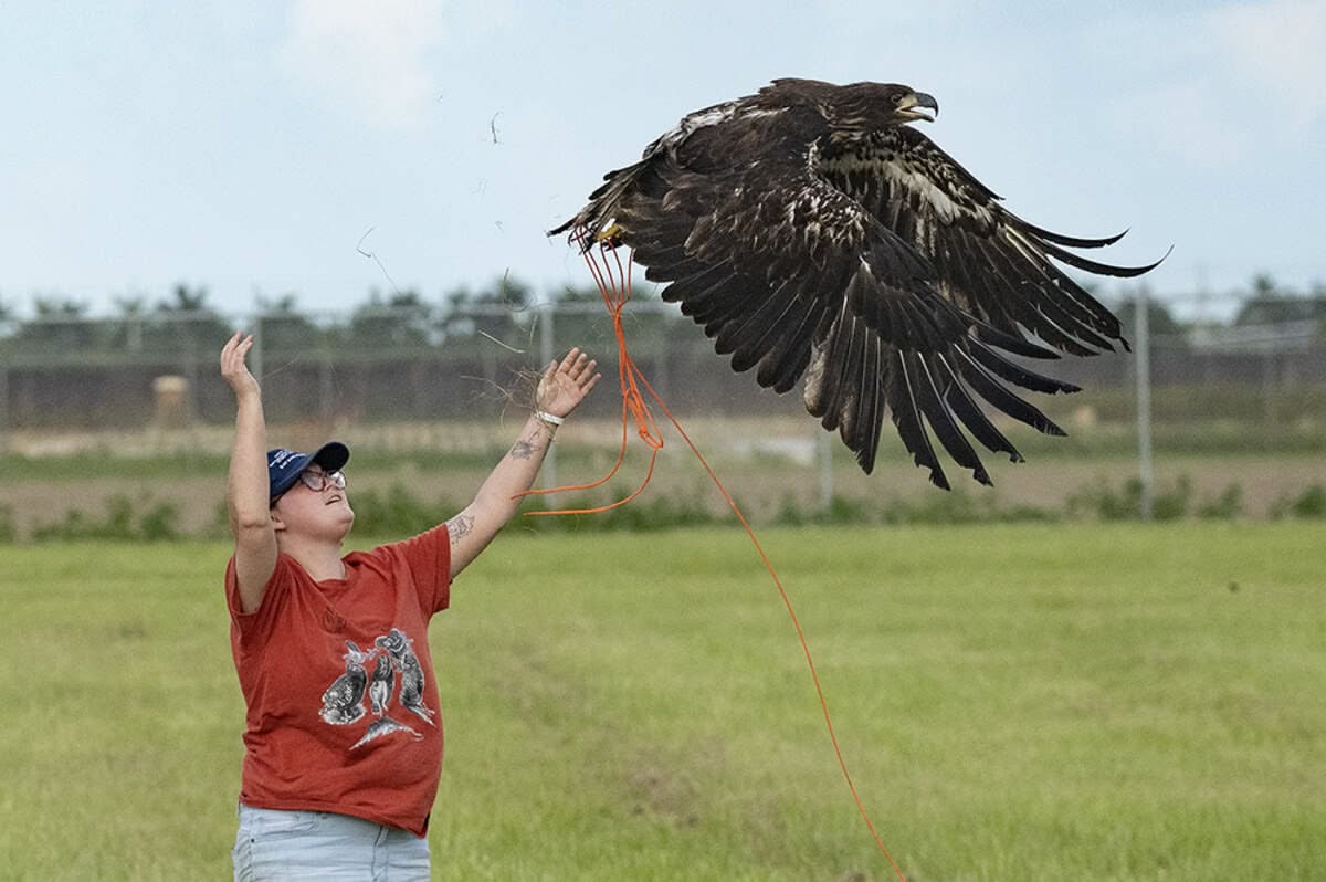 Bald Eagle