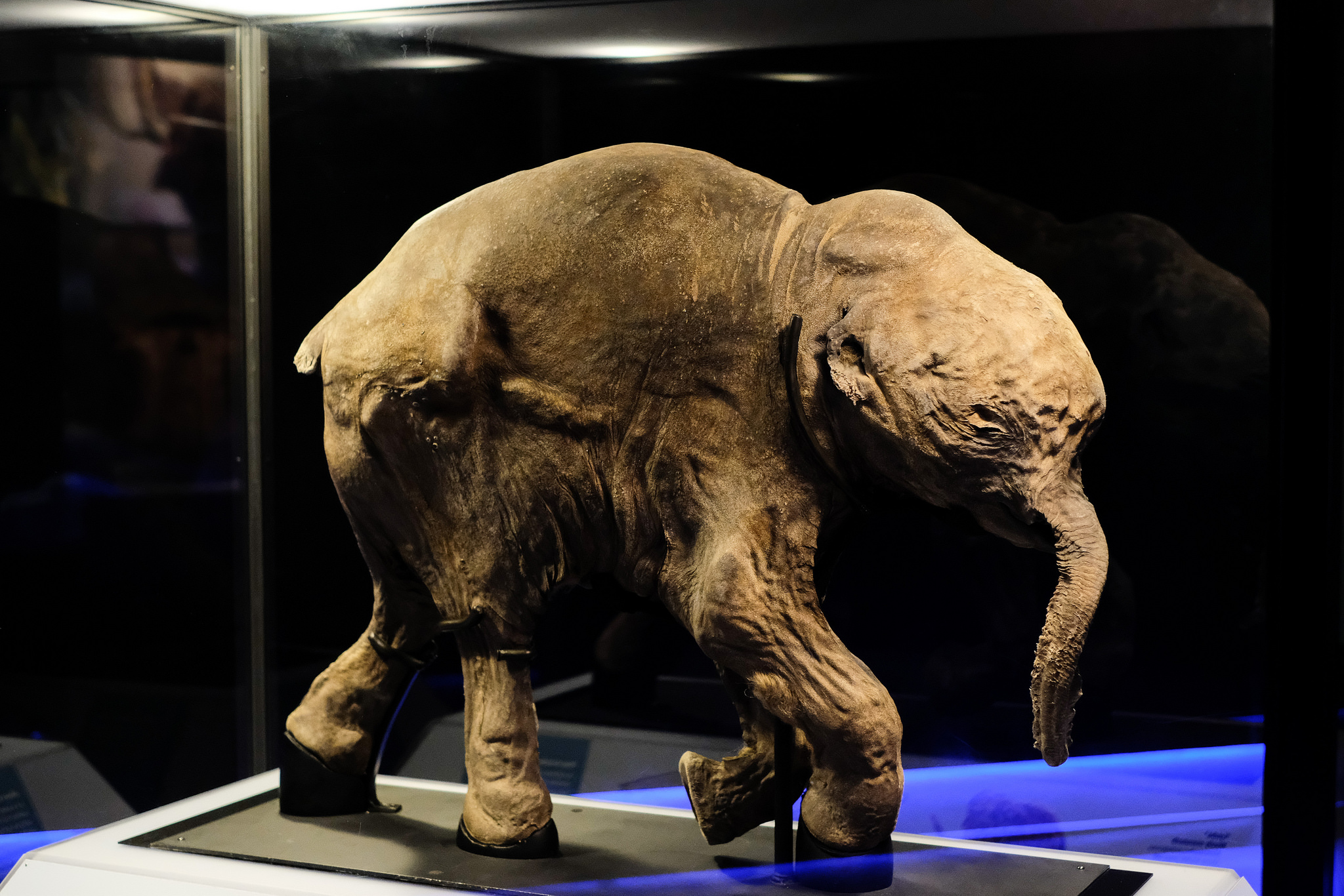 Woolly Mammoths: Icons of the Ice Age