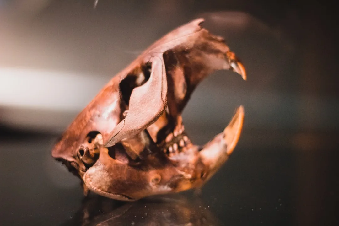 Sabertooth Cat: The Famous Ice Age Predator