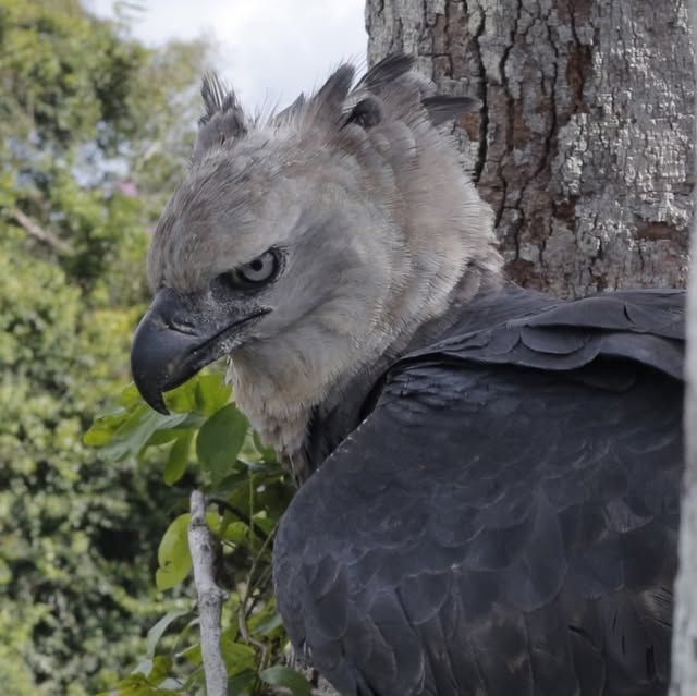 The Most Powerful Raptor in the Americas