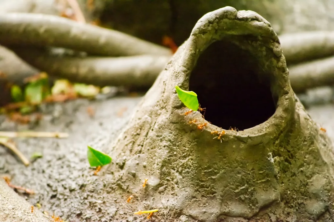 Leafcutter Ants