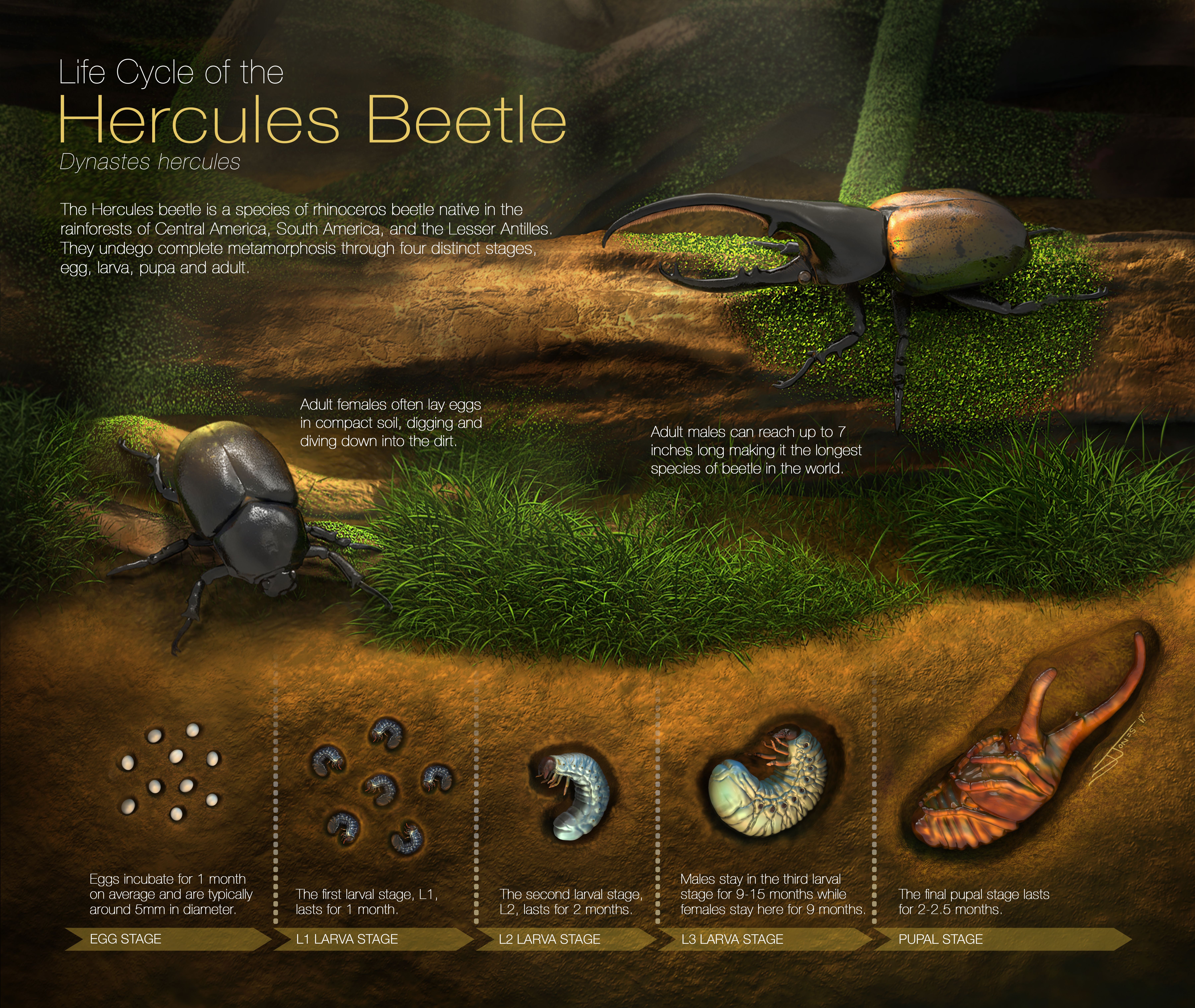 Hercules Beetle