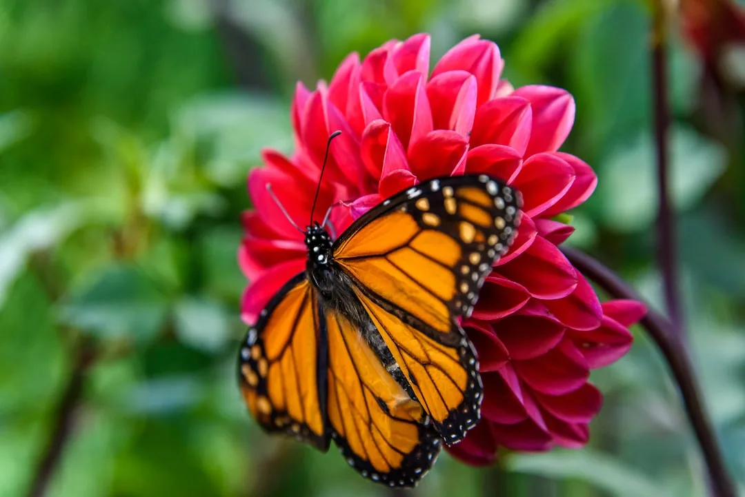 Monarch Butterfly