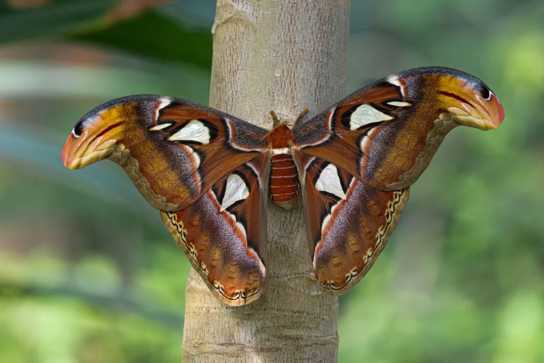 Atlas Moth's Unique Attributes