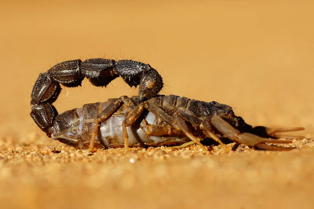 Emperor Scorpion: The Giant of the Scorpion Family