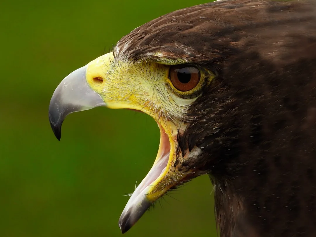 Harris's Hawk: The Only Raptor That Hunts in Packs