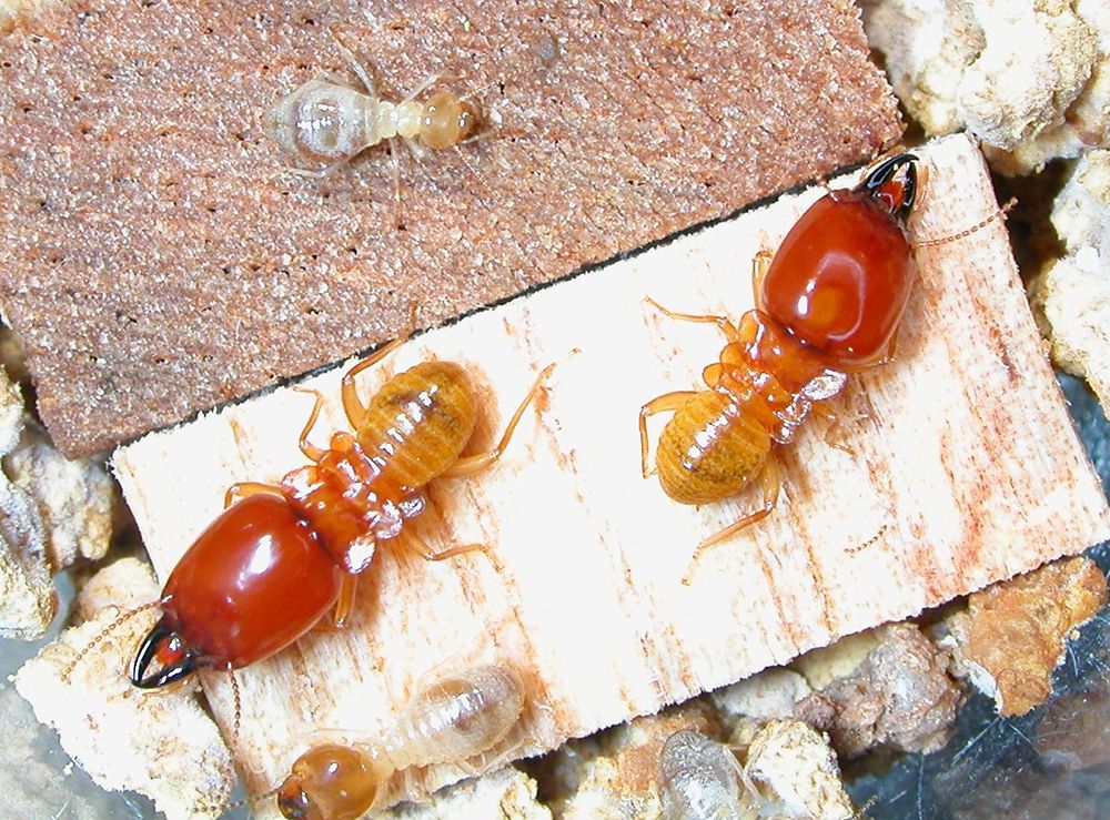 Macrotermes Termite: Builders of Nature