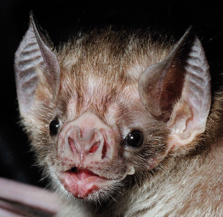 Vampire Bat: Blood-Feeding Mammals and Their Behavior