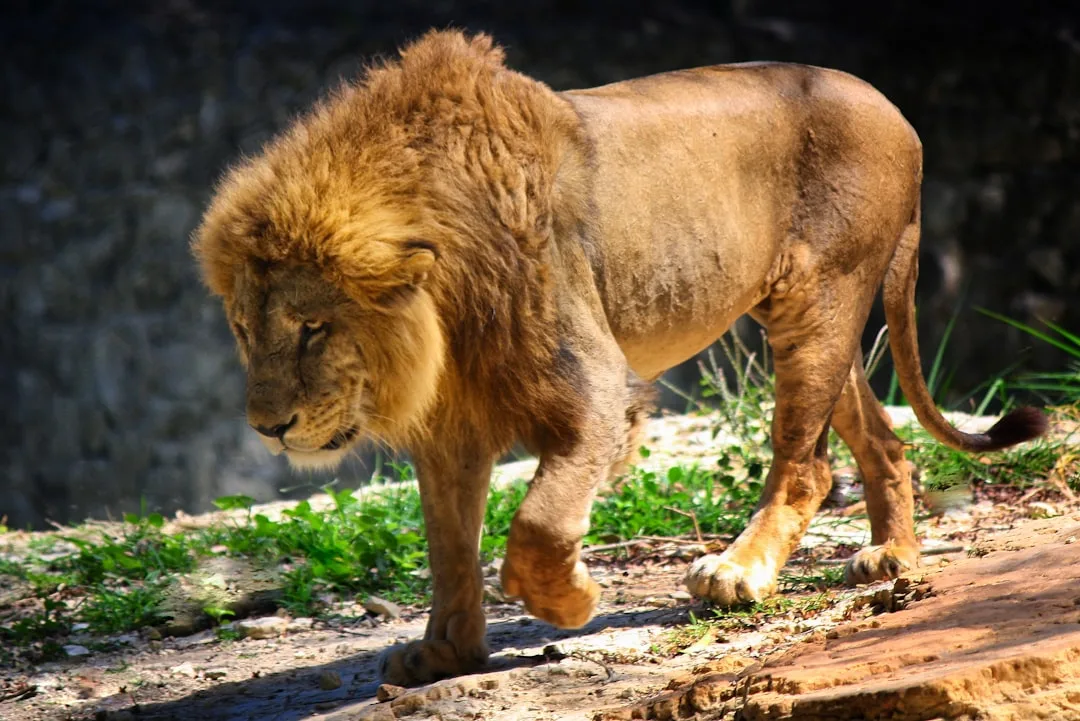 Lion: Social Dynamics and Facts
