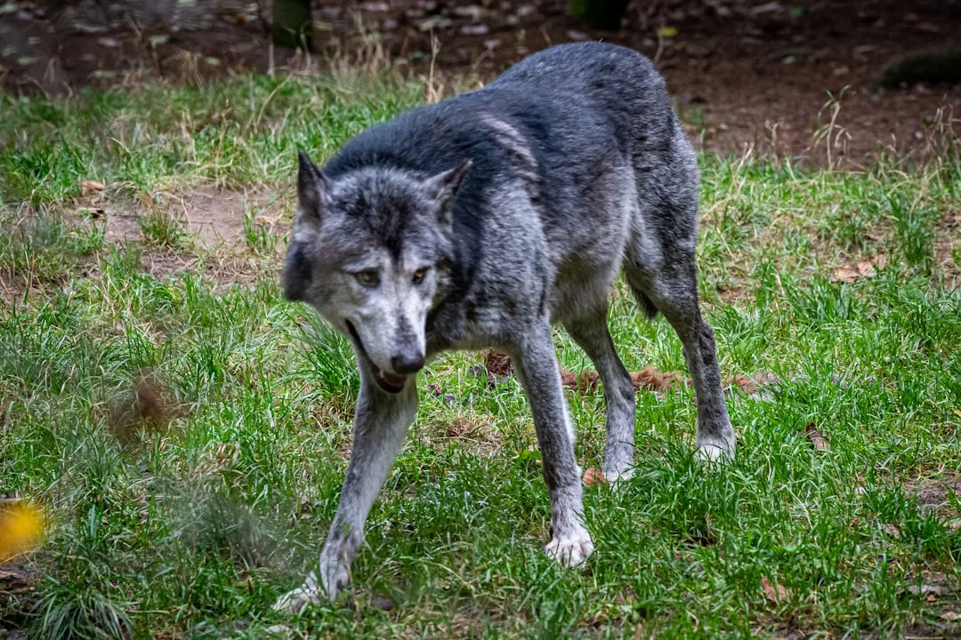 Gray Wolf: The Social Structure and Ecology of Canis lupus