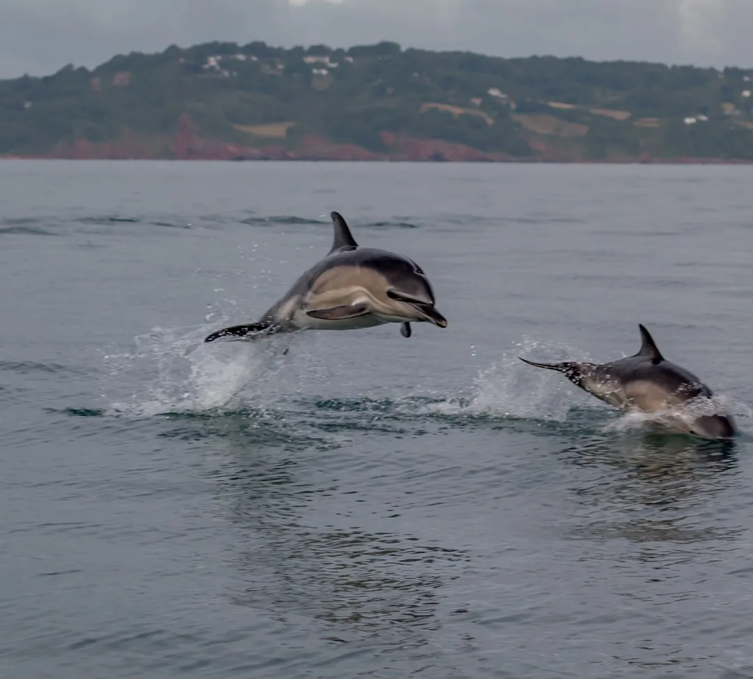 Common Bottlenose Dolphin