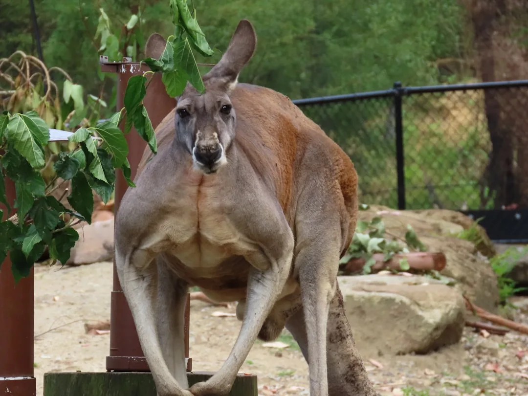 Red Kangaroo: Largest Marsupial in the World