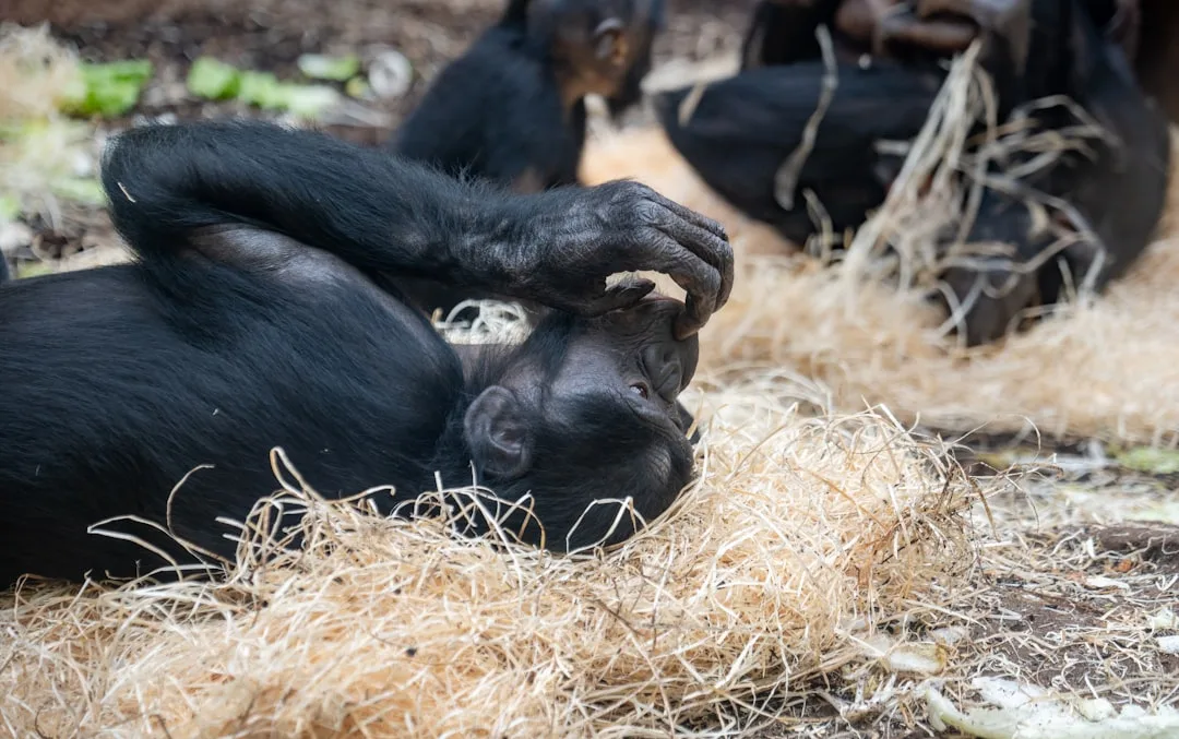 Chimpanzees: Our Closest Relatives
