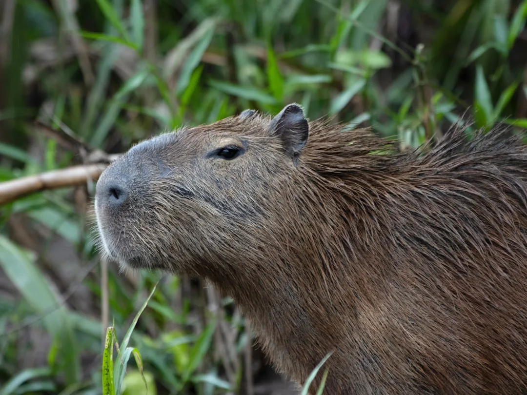Capybara: The World's Largest Rodent