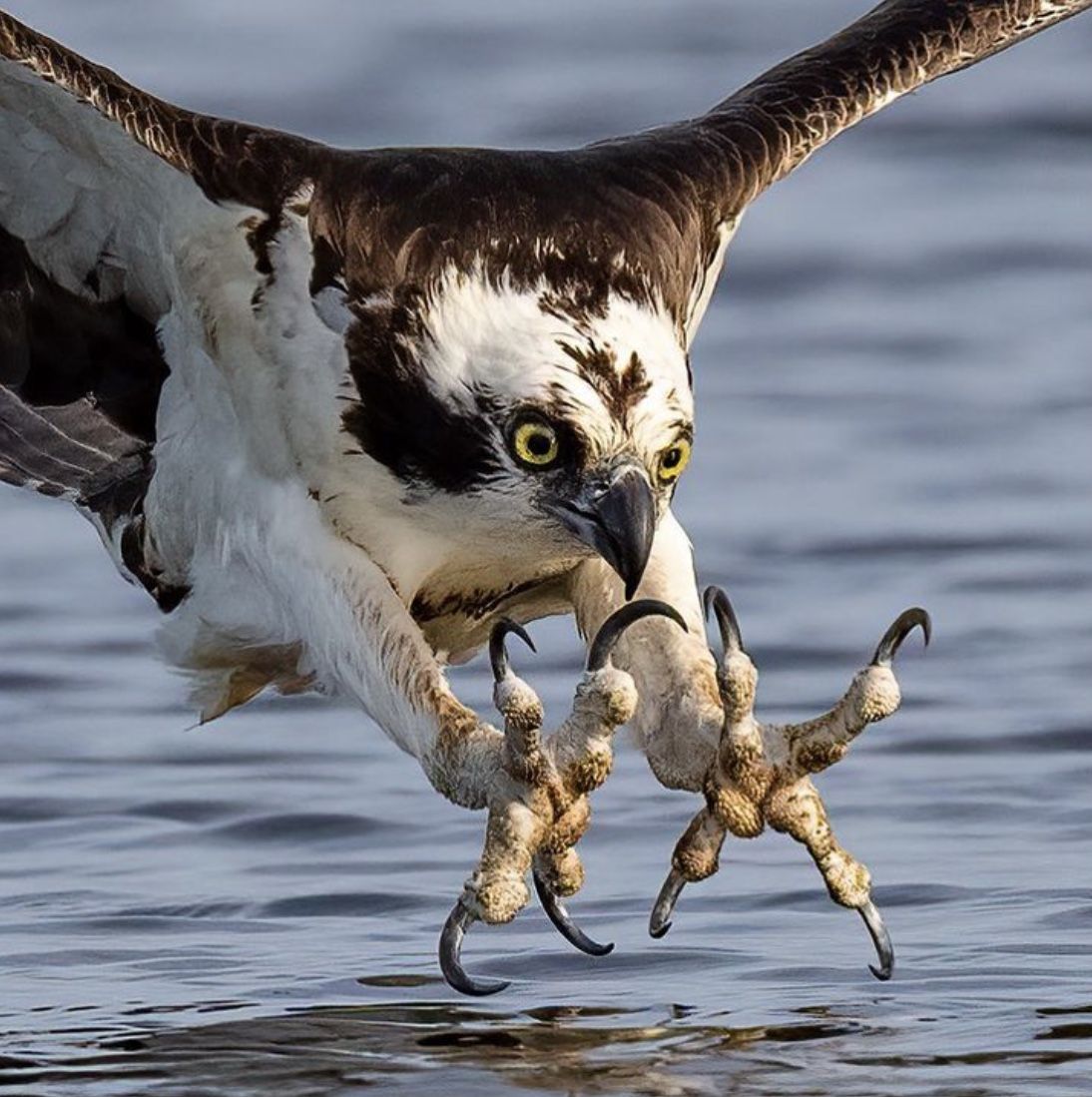 Osprey: The Fish-Diving Raptor of Every Continent