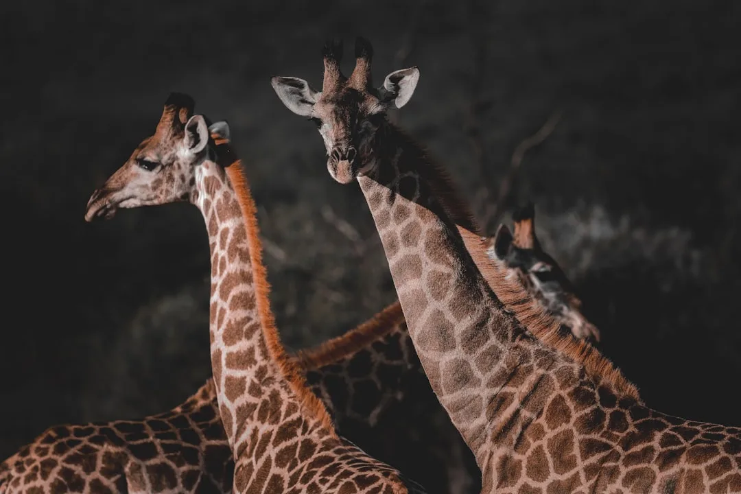Giraffe: Anatomy and Habitat