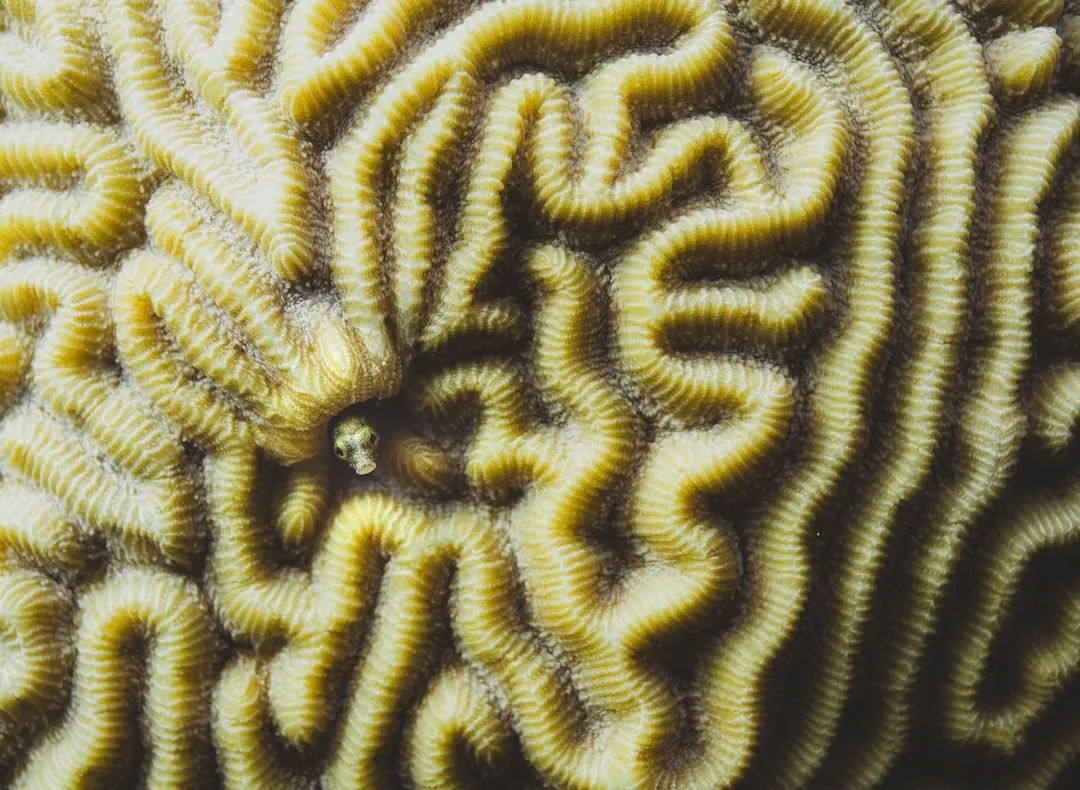 Brain Coral: The Coral Reef Ecosystem