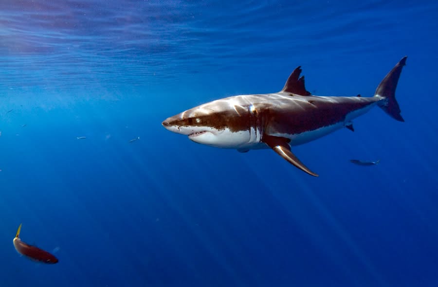 Great White Shark: Apex Ocean Predator