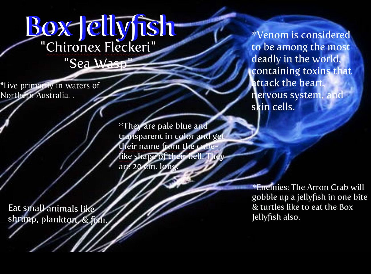 Box Jellyfish