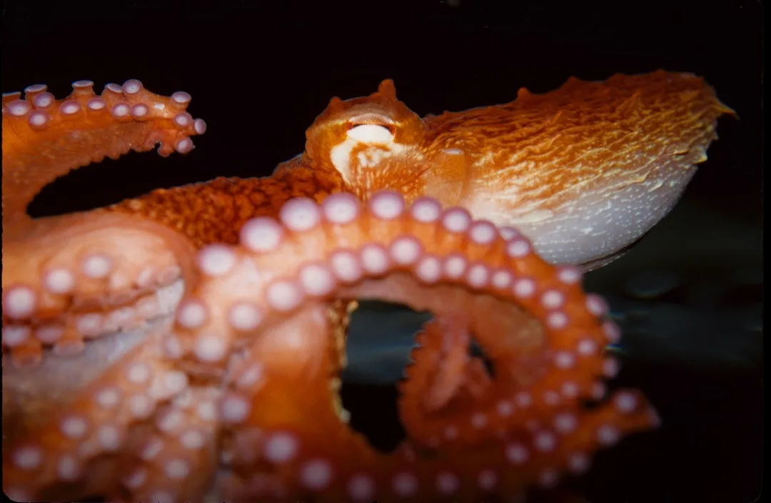 Giant Pacific Octopus: The Ocean's Giant