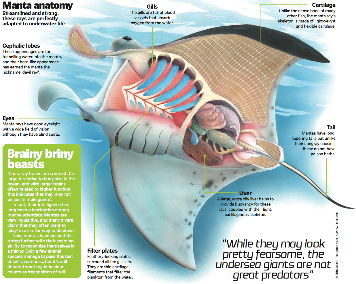 Giant Oceanic Manta Ray Facts