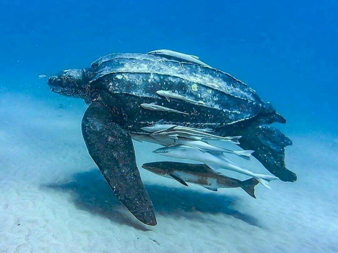 Leatherback Sea Turtle: The Giant Diver