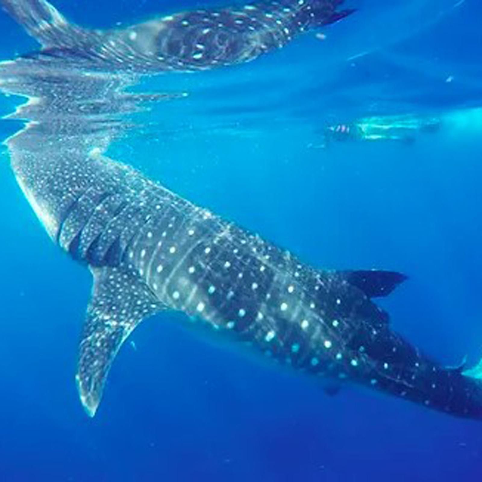 Explore the Whale Shark