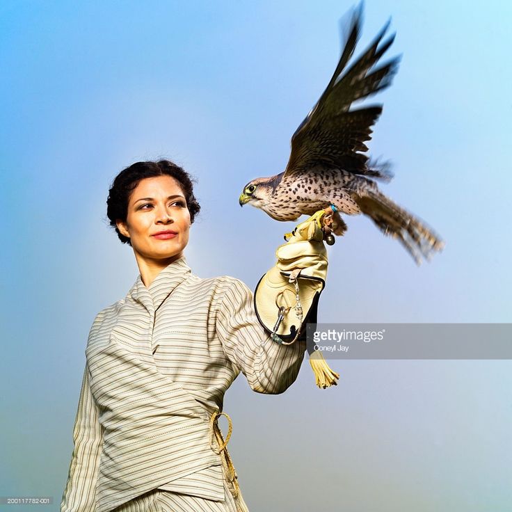 Peregrine Falcon Dive Speed: 390 km/h