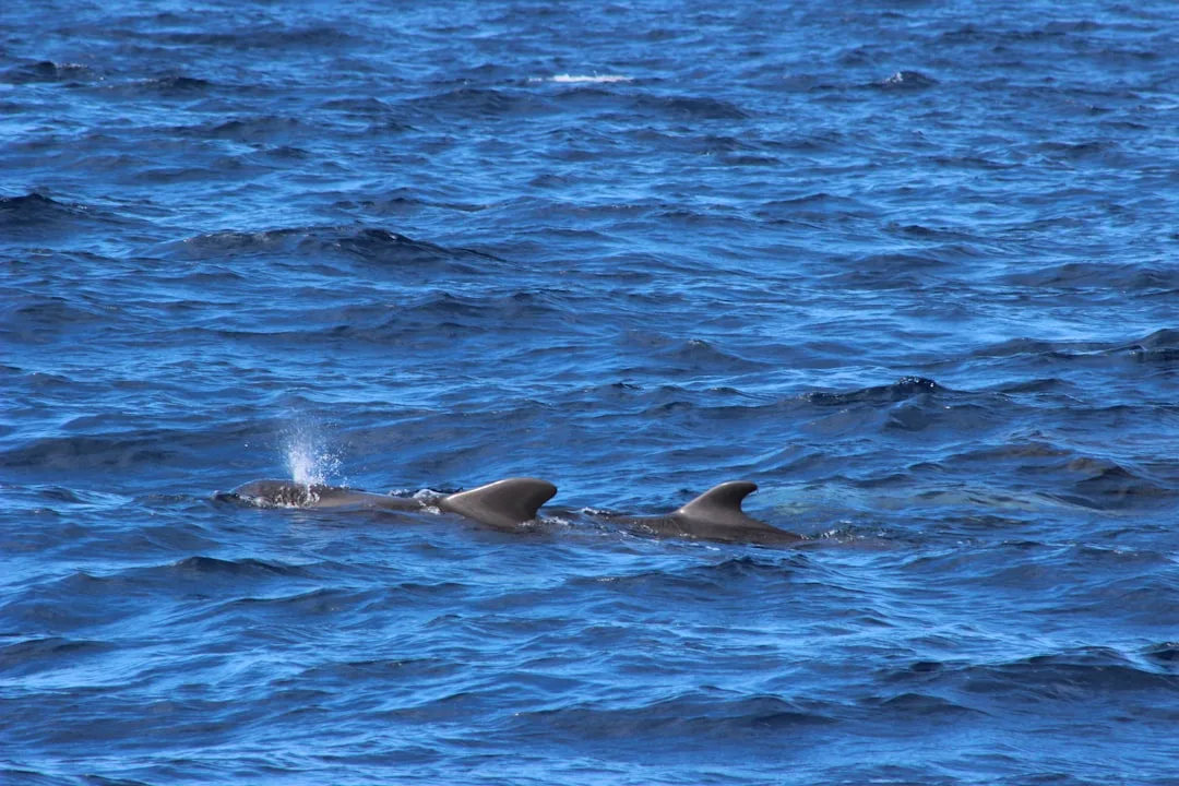 Blue Whale: Anatomy, Feeding and Migration