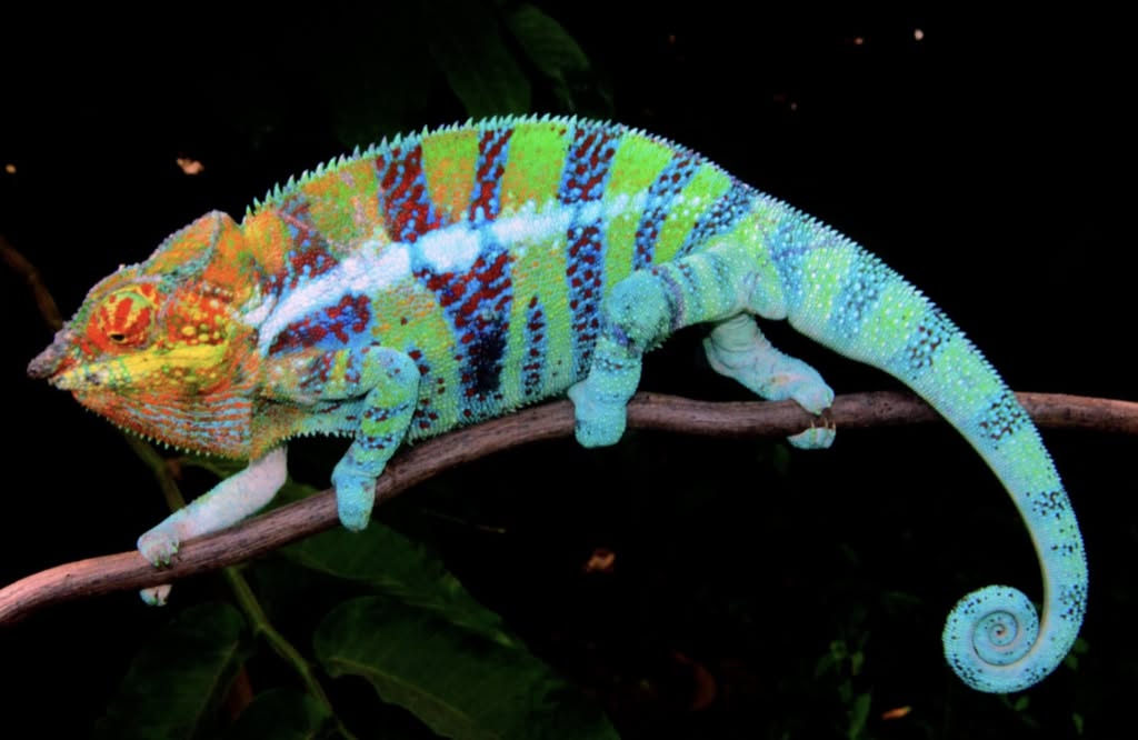 Panther Chameleon: Features and Behavior