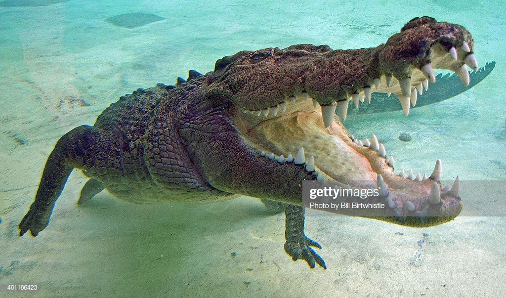 Saltwater Crocodile: Features and Adaptations