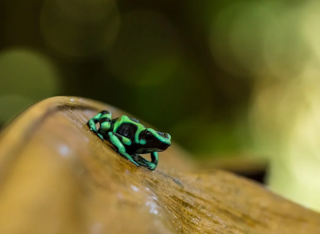 Poison Dart Frog: Biology and Conservation Challenges