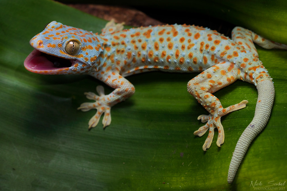 Tokay Gecko: A Remarkable Lizard Species