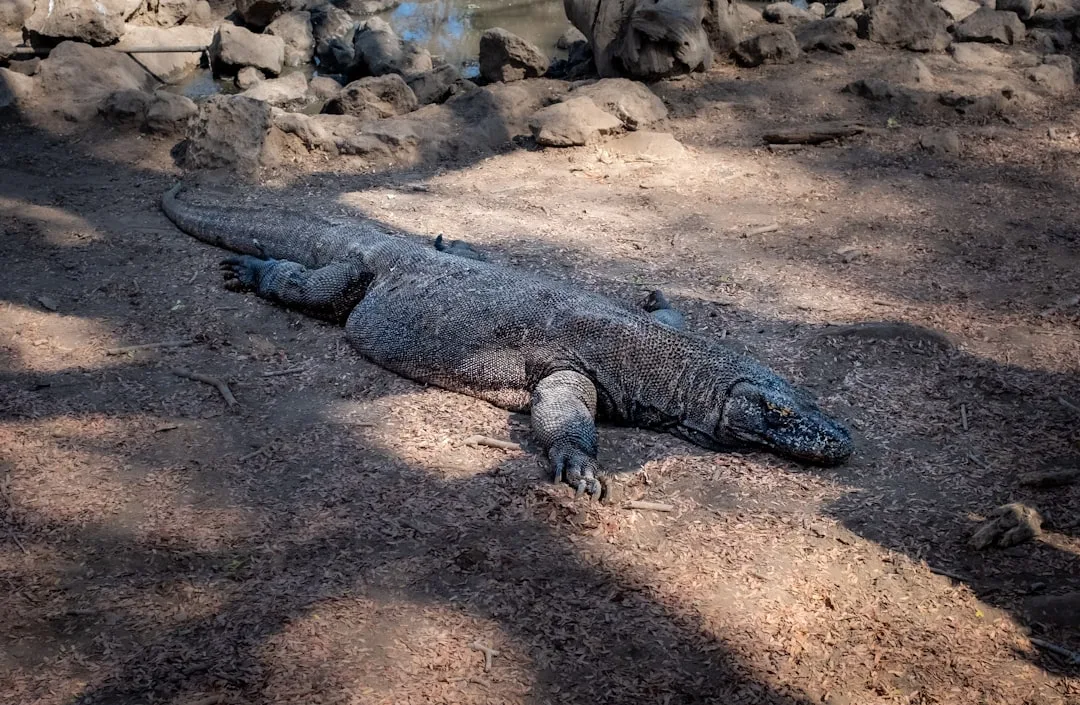 Komodo Dragon: Behavior and Ecology